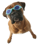 dog_boxer_goggles_small